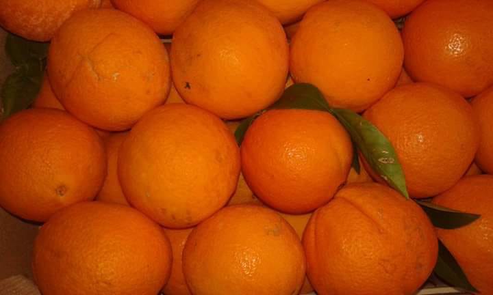 Orangen direkt aus Kalabrien BIO zertifiziert vorbestellen Tarocco